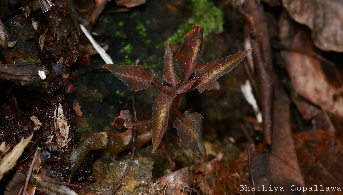 Cheirostylis parvifolia Lindl.